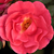 Różowy  - Róże okrywowe - Noatraum